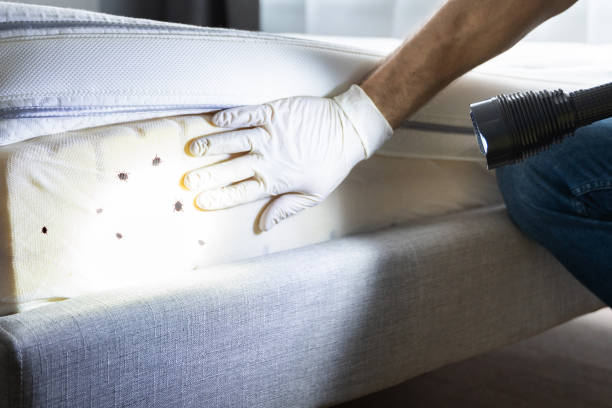 Professional Pest Control in Floris, VA