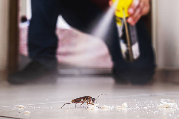 Best Flea Control Services  in Floris, VA